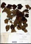 000061472-thumbnail.jpg