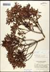 000061479-thumbnail.jpg