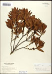 000061481-thumbnail.jpg