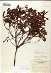 000061485-thumbnail.jpg