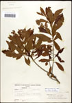 000061487-thumbnail.jpg