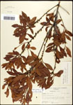 000061488-thumbnail.jpg