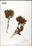 000061495-thumbnail.jpg