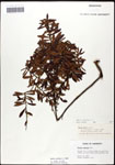000061497-thumbnail.jpg