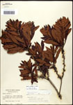000061499-thumbnail.jpg