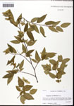 000061506-thumbnail.jpg