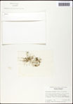 000061518-thumbnail.jpg