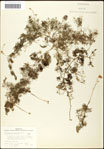 000061523-thumbnail.jpg