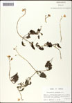000061528-thumbnail.jpg