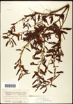 000061546-thumbnail.jpg