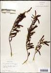 000061547-thumbnail.jpg