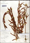 000061550-thumbnail.jpg