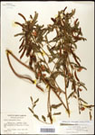 000061553-thumbnail.jpg