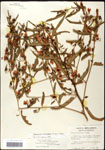 000061554-thumbnail.jpg