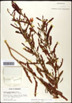 000061555-thumbnail.jpg