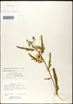 000061556-thumbnail.jpg