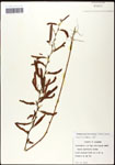 000061557-thumbnail.jpg