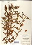 000061558-thumbnail.jpg