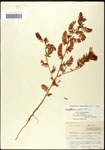 000061562-thumbnail.jpg
