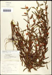 000061564-thumbnail.jpg