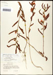 000061568-thumbnail.jpg