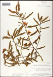 000061570-thumbnail.jpg