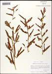 000061574-thumbnail.jpg