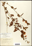 000061575-thumbnail.jpg