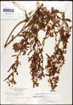 000061577-thumbnail.jpg