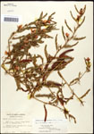 000061581-thumbnail.jpg