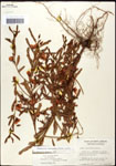 000061582-thumbnail.jpg