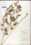 000061585-thumbnail.jpg