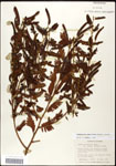 000061586-thumbnail.jpg