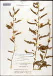 000061589-thumbnail.jpg