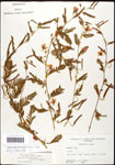 000061591-thumbnail.jpg