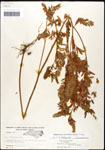 000061592-thumbnail.jpg
