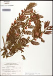 000061595-thumbnail.jpg