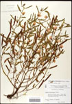 000061598-thumbnail.jpg