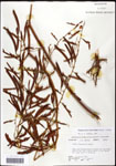 000061601-thumbnail.jpg