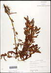 000061602-thumbnail.jpg