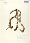 000061613-thumbnail.jpg