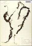 000061628-thumbnail.jpg