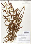 000061631-thumbnail.jpg