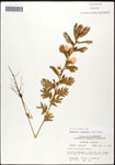 000061632-thumbnail.jpg