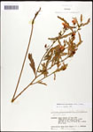 000061635-thumbnail.jpg