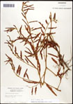000061637-thumbnail.jpg