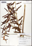 000061638-thumbnail.jpg