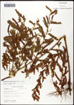 000061642-thumbnail.jpg