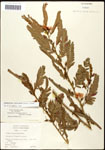 000061646-thumbnail.jpg