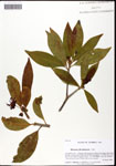 000061668-thumbnail.jpg